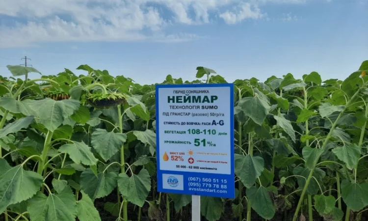 Неймар Плюс под гранстар. Подсолнечник Неймар Плюс 50ц/га - фото № 4