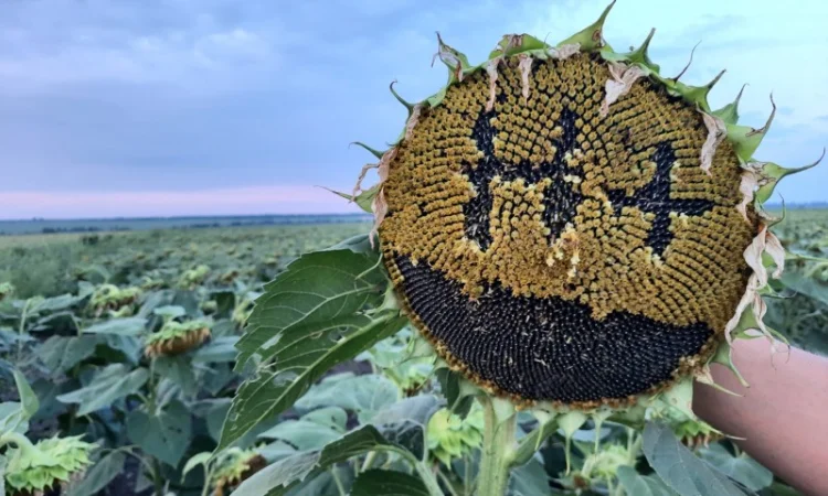 Неймар Плюс под гранстар. Подсолнечник Неймар Плюс 50ц/га - фото № 1