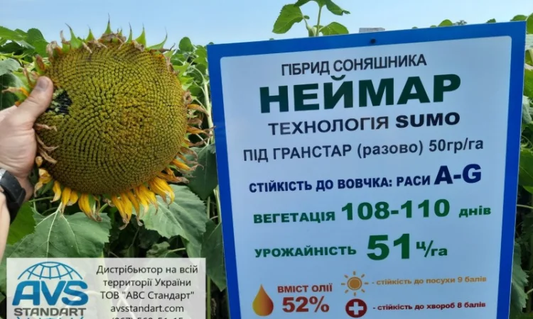 Неймар під гранстар. Гібрид Неймар 43ц/га. Соняшник Неймар вовчок раси A-G - фото № 2