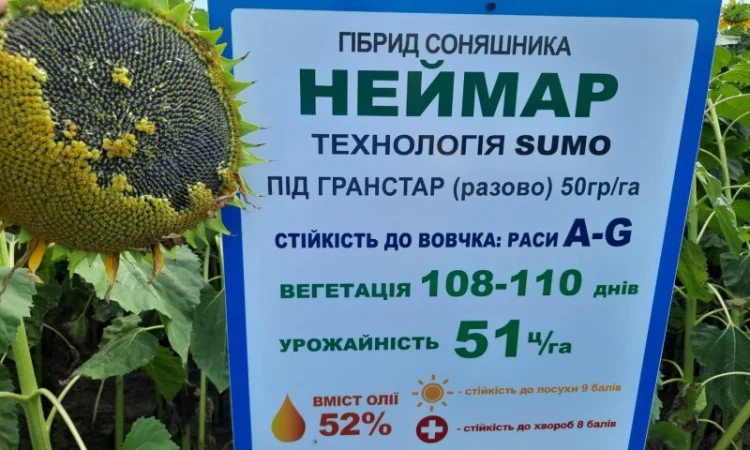 Неймар під гранстар. Гібрид Неймар 43ц/га. Соняшник Неймар вовчок раси A-G - фото № 1