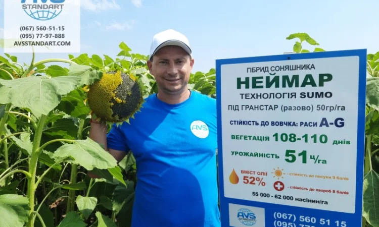 Неймар під гранстар. Гібрид Неймар 43ц/га. Соняшник Неймар вовчок раси A-G - фото № 3