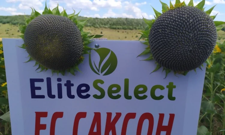 Семена ЕС САКСОН Элита Селект Премиум. Подсолнечник САКСОН под гранстар. Премиум - фото № 2