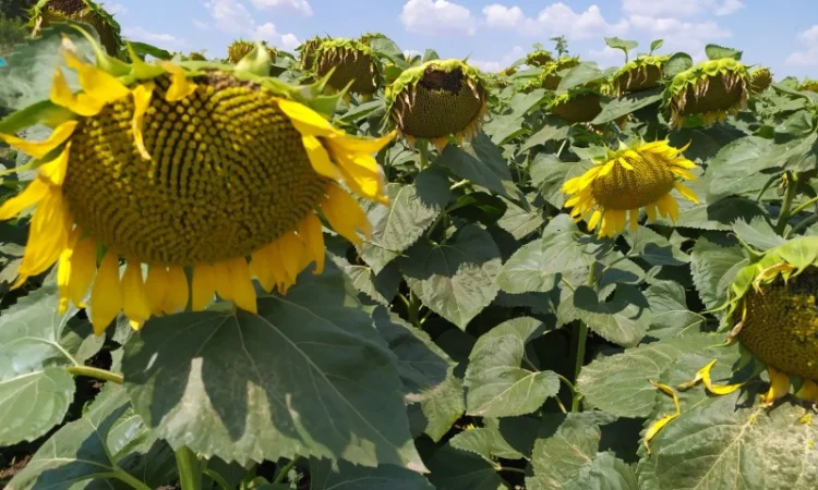 Семена ЕС САКСОН Элита Селект Премиум. Подсолнечник САКСОН под гранстар. Премиум - фото № 3