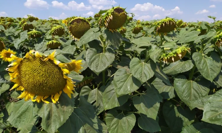 Семена ЕС САКСОН Элита Селект Премиум. Подсолнечник САКСОН под гранстар. Премиум - фото № 4