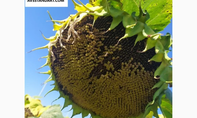 Кондитерский подсолнечник Геракл 93-99дней, 36ц/га, заразиха A-F+. Болгария - фото № 2