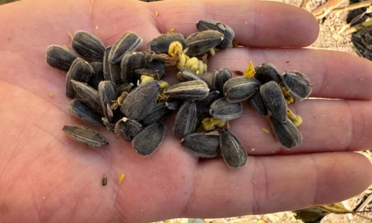 Кондитерский подсолнечник Геракл 115дней - фото № 3