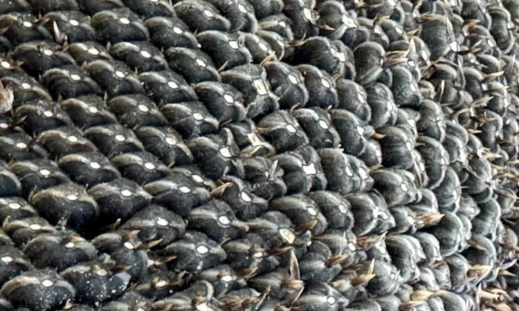 Кондитерский подсолнечник Геракл 115дней - фото № 4