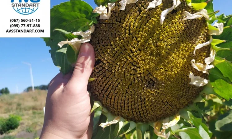 Кондитерский подсолнечник Геракл 93-99дней, 36ц/га, заразиха A-F+. Болгария - фото № 3