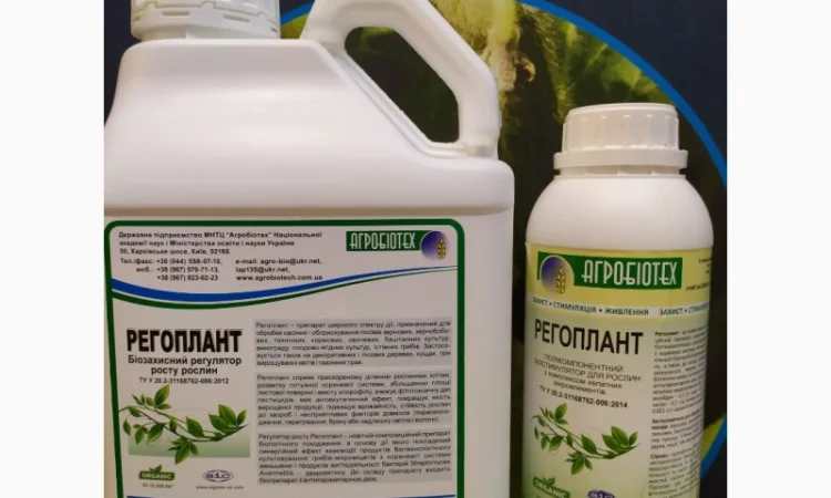 Кондитерский подсолнечник Геракл 93-99дней, 36ц/га, заразиха A-F+. Болгария - фото № 6