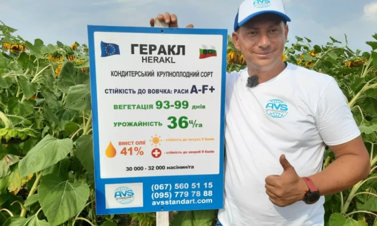 Кондитерский подсолнечник Геракл 93-99дней, 36ц/га, заразиха A-F+. Болгария - фото № 1