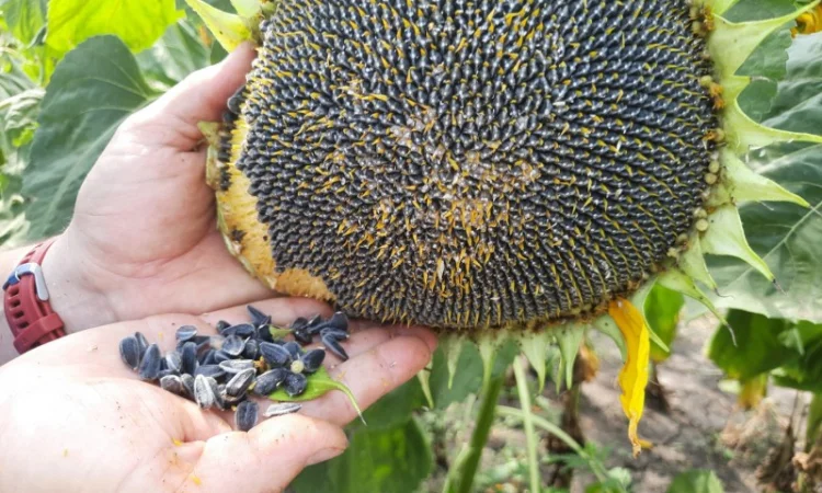 Соняшник Геракл Болгарія. Кондитерський сорт Геракл. Великоплідний соняшник Геракл - фото № 6