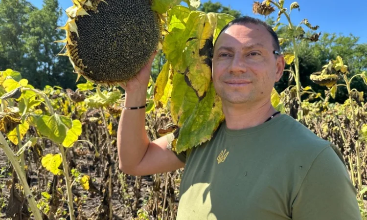 Соняшник Геракл Болгарія. Кондитерський сорт Геракл. Великоплідний соняшник Геракл - фото № 3