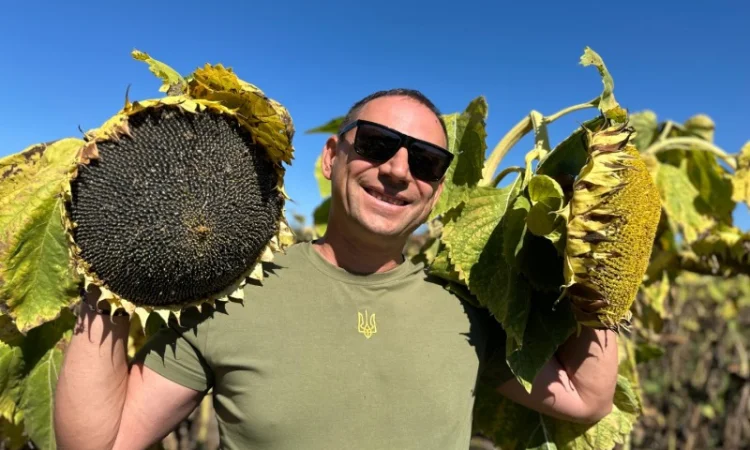 Соняшник Геракл Болгарія. Кондитерський сорт Геракл. Великоплідний соняшник Геракл - фото № 2