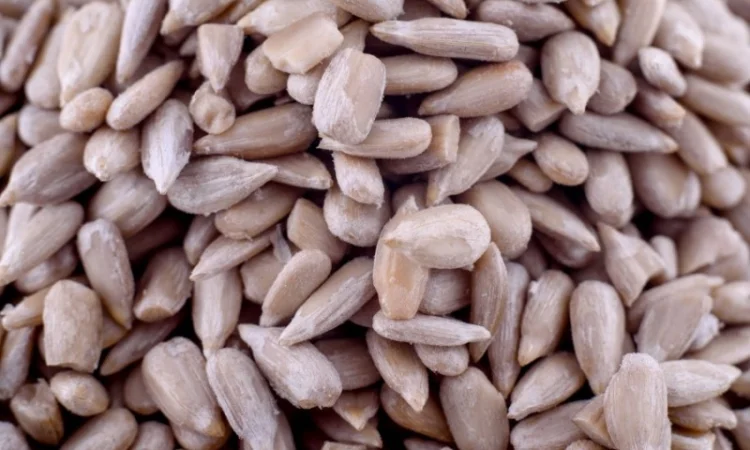 Закуповуємо насіння соняшника - фото № 1