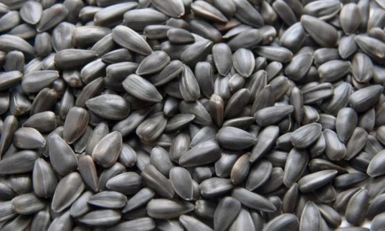 Закуповуємо насіння соняшника - фото № 2