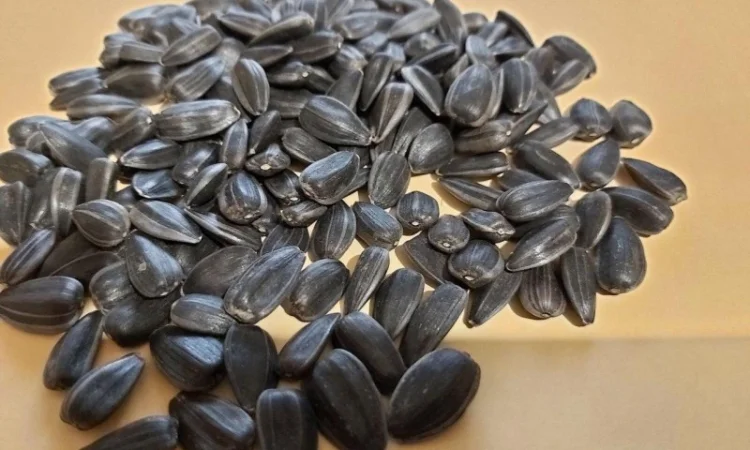 Продам подсолнух кондитерский 120 тонн, сорт Лакомка, ДЖИНН - фото № 1