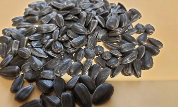 Продам посевной материал подсолнечника кондитерского сорт Лакомка - фото № 1