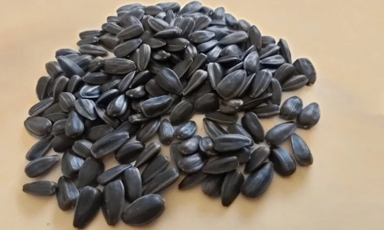 Продам посевной материал подсолнечника кондитерского сорт Лакомка - фото № 2