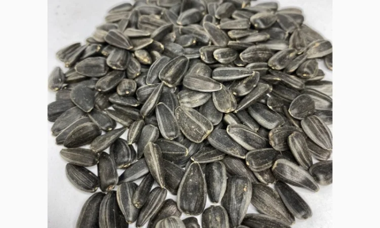 Продам подсолнух кондитерский посевной метериал - фото № 1