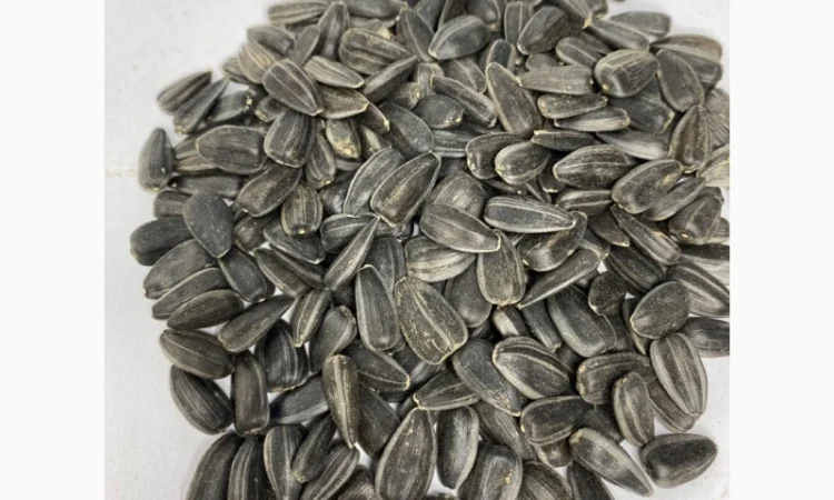 Продам подсолнух кондитерский посевной метериал - фото № 2