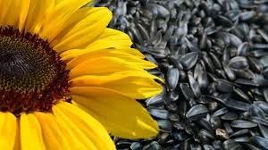 Закупаем семечку с места - фото № 1