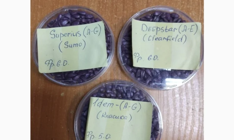 Продам насіння соняшнику Сементіс ( Sementis) врожаю 2024 року фракції XL - фото № 1