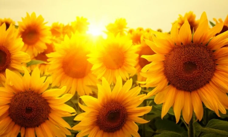 Продам соняшник 100 т ф1, 200 т ф2, Кіровоградська обл - фото № 1