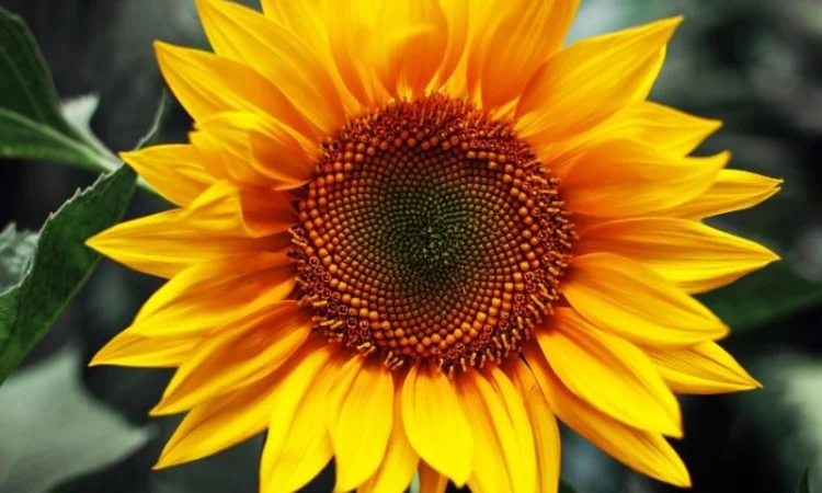 Куплю подсолнух и его отходы за наличный расчет - фото № 1