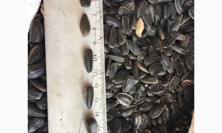 Продам семена подсолнечника кондитерского - фото № 1