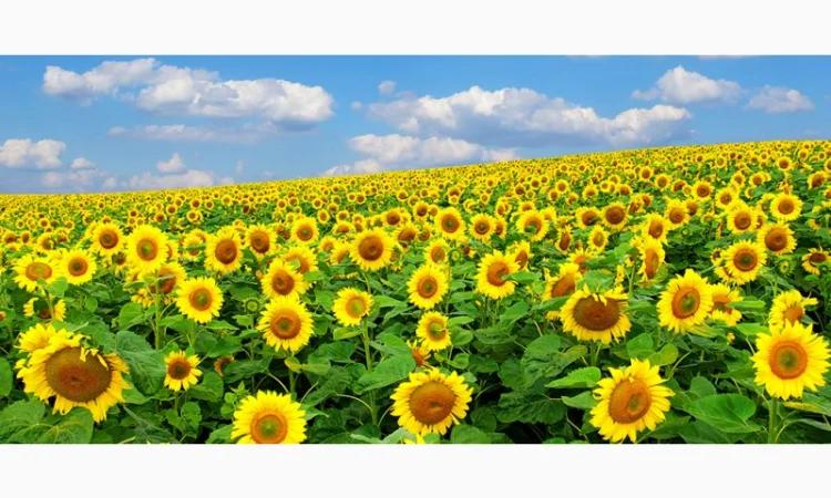 Продам соняшник 200 т по ф1, 200т по ф2, Вінницька обл - фото № 1