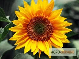 Закуповуємо соняшник по Вінницькій обл - фото № 1