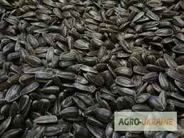 Купуємо зерно соняшника - фото № 1