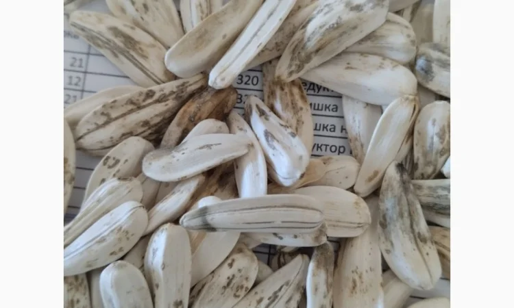 Насіння білого соняшника - фото № 1