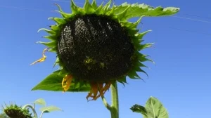 Насіння соняшника Осман - фото № 1