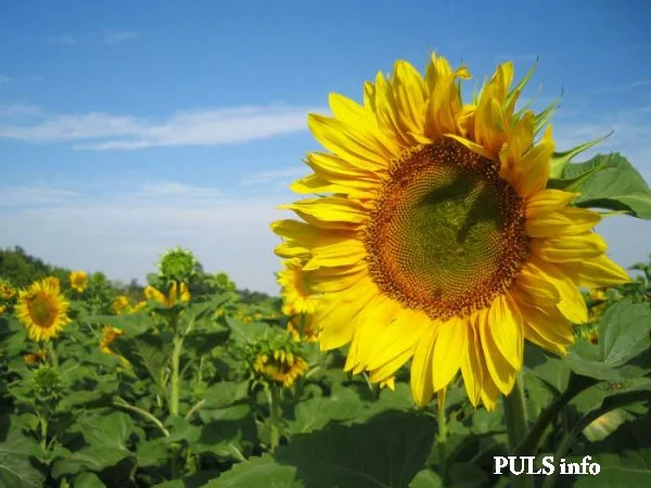 Насіння соняшника САНТОС (A-G+) НОВИЙ - фото № 1