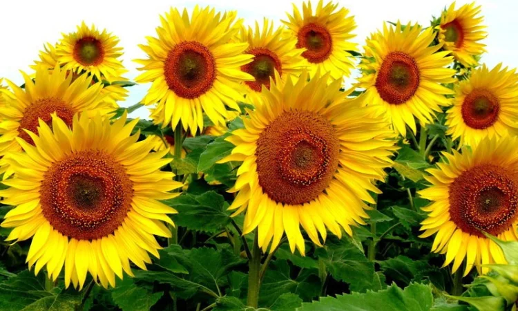 Семена подсолнечника Командор 777 - фото № 1