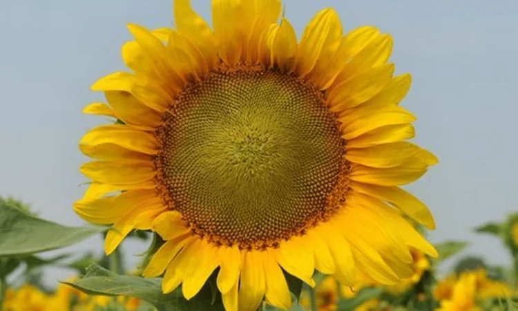 Насіння соняшника НС Таурус - фото № 1