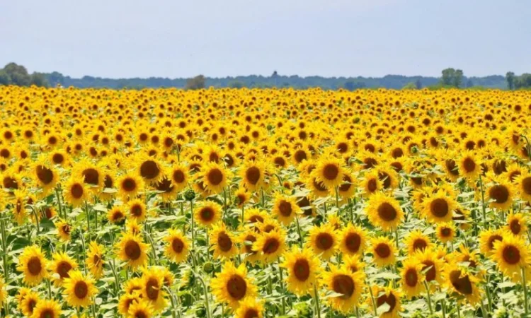 Насіння соняшника Карат - фото № 1