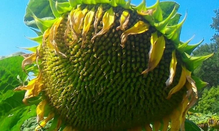 Насіння соняшника НС Х 2652 - фото № 1