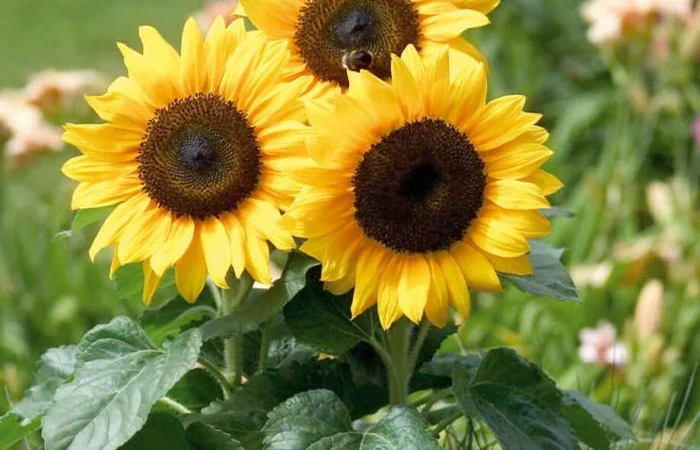 Насіння соняшника Форт - фото № 1