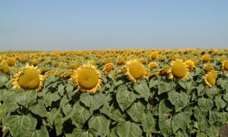 Насіння соняшник Флоріан (105 днів) - фото № 1