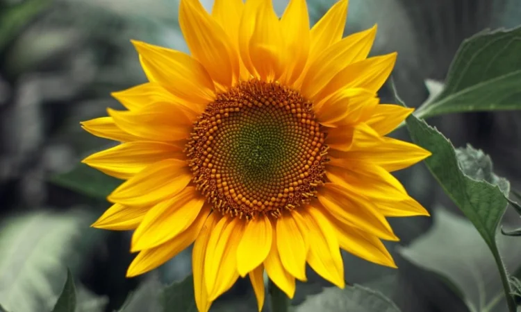 Насіння соняшника - УРБАН ОR 7 - фото № 1