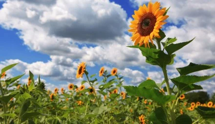 Семена гибрида подсолнечника Шенон - фото № 1