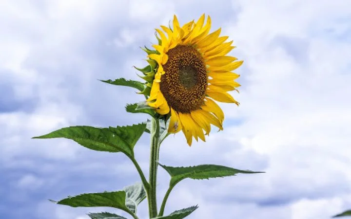 Насіння соняшника НС Х 8002 - фото № 1