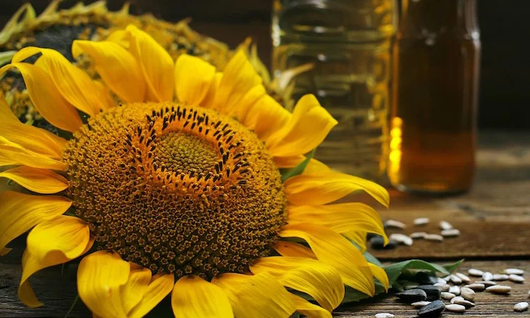 Семена подсолнечника Фолк - ВНИС - фото № 1