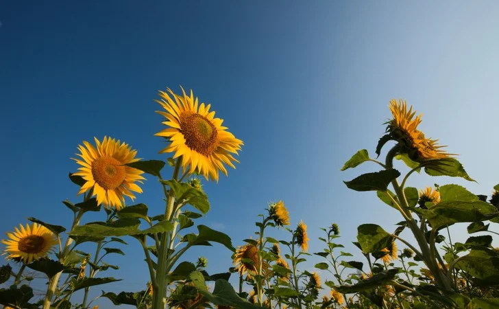 Насіння соняшнику Самуела - фото № 1