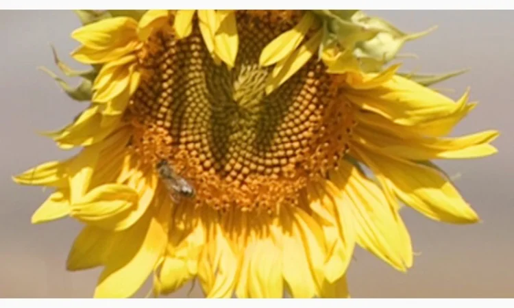 Насінн соняшника НА Конкорд - фото № 1