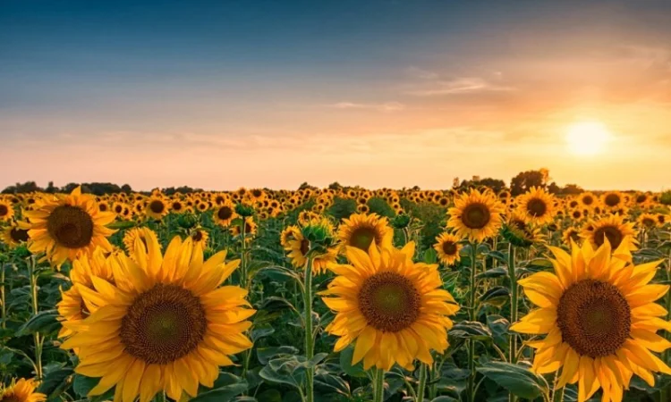 Насіння соняшника Гранд Адмірал (стійкий до 50гр.трибенурон-метила) / п.о - фото № 1