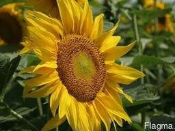 Семена подсолнечника Амато (Гранстар 50 ГР.) - фото № 1