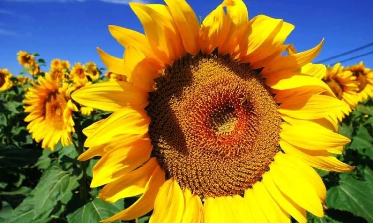 Насіння соняшника НС Х 494 - фото № 1